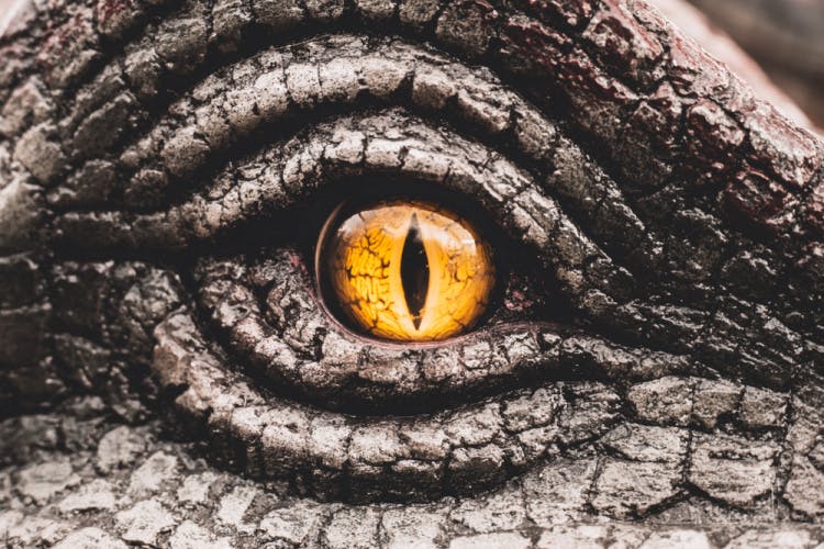 Dinosaur eye